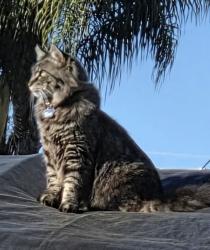 Lost Male Cat last seen Dona Lugo/Don Carlos/Morada Ln. Area , Stockton, CA 95210
