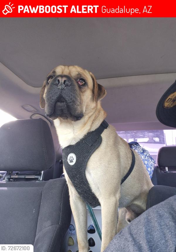 Lost Male Dog last seen Priest and baseline , Guadalupe, AZ 85283