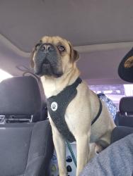 Lost Male Dog last seen Priest and baseline , Guadalupe, AZ 85283