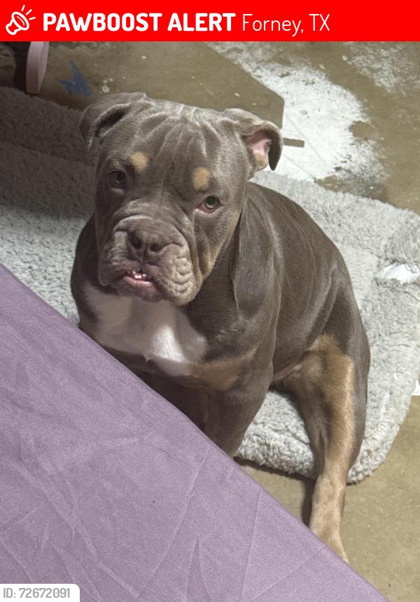 Lost Female Dog last seen Pinson Rd and Broad St, Forney, TX 75126