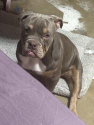 Lost Female Dog last seen Pinson Rd and Broad St, Forney, TX 75126