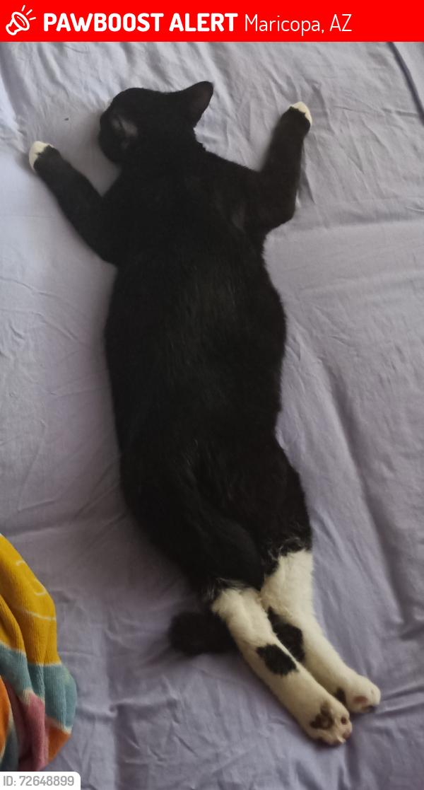 Lost Male Cat last seen Porter and Novak, Maricopa, AZ 85138
