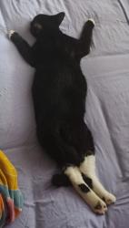 Lost Male Cat last seen Porter and Novak, Maricopa, AZ 85138