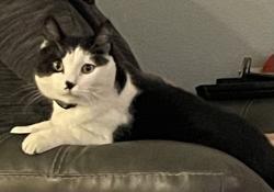Lost Male Cat last seen Near 236th ave se, enumclaw wa 98022, Enumclaw, WA 98022