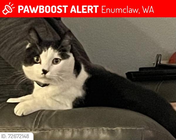 Lost Male Cat last seen Near 236th ave se, enumclaw wa 98022, Enumclaw, WA 98022