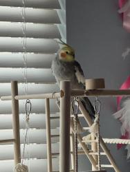 Lost Male Bird last seen Wimbledon Falls, Tomball, TX 77375
