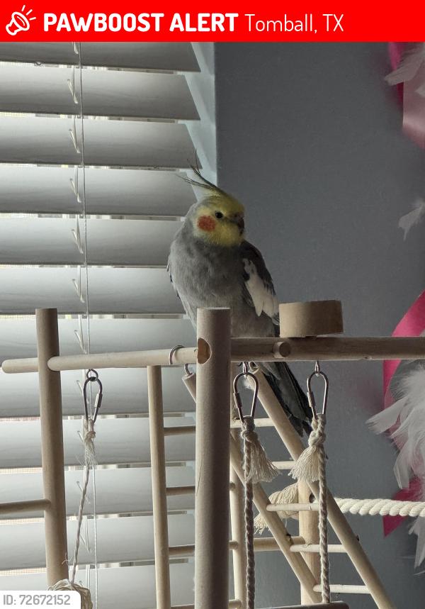 Lost Male Bird last seen Wimbledon Falls, Tomball, TX 77375