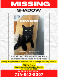 Lost Female Cat last seen ridge valley parkway/ great park, Irvine, CA 92618