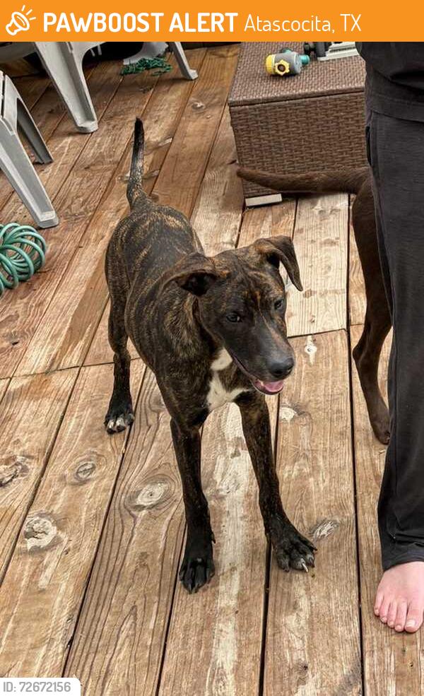 Found/Stray Male Dog last seen Eagle Springs area, Atascocita, TX 77346
