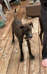 Found/Stray Male Dog last seen Eagle Springs area, Atascocita, TX 77346