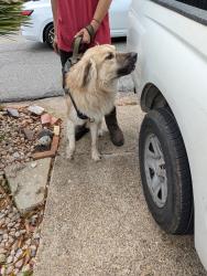 Found/Stray Male Dog last seen Azalea City golf course , Mobile, AL 36608
