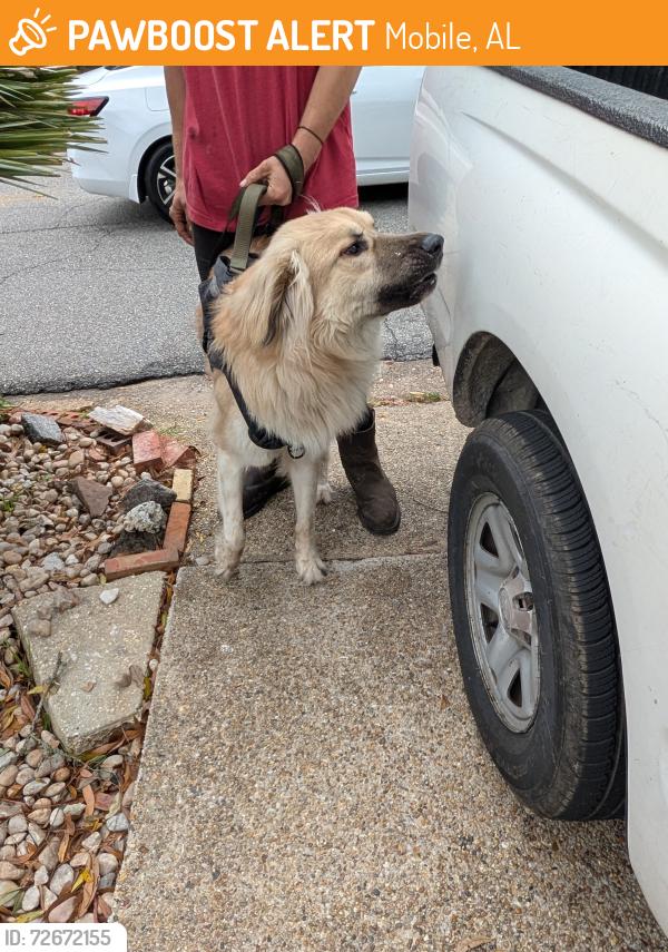 Found/Stray Male Dog last seen Azalea City golf course , Mobile, AL 36608