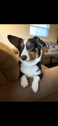 Lost Female Dog last seen In that area, University City, MO 63130