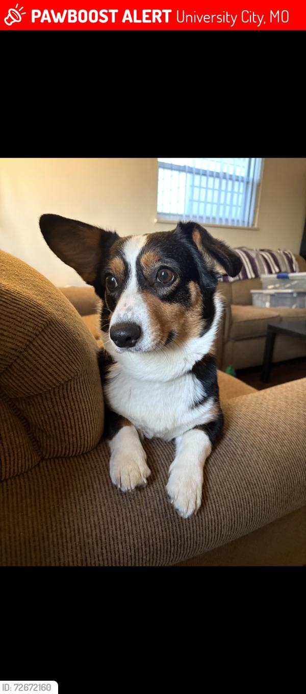 Lost Female Dog last seen In that area, University City, MO 63130