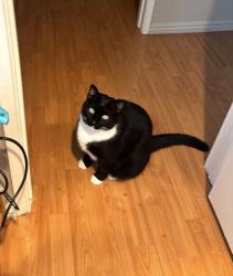 Lost Female Cat last seen E Ave R8 and 35th st, Palmdale, CA 93550