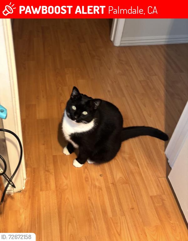 Lost Female Cat last seen E Ave R8 and 35th st, Palmdale, CA 93550