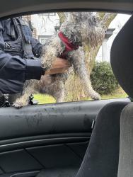 Found/Stray Male Dog last seen er parkway , Newark, NJ 07104