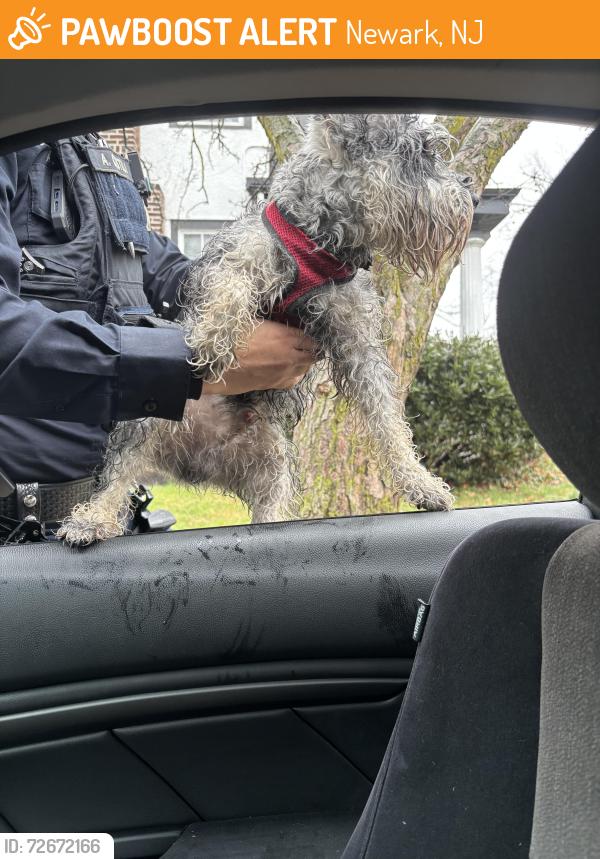 Found/Stray Male Dog last seen er parkway , Newark, NJ 07104