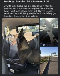 Found/Stray Unknown Dog last seen Near N Waterloo , Stockton, CA 95205