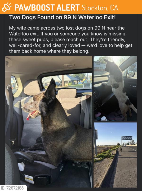 Found/Stray Unknown Dog last seen Near N Waterloo , Stockton, CA 95205