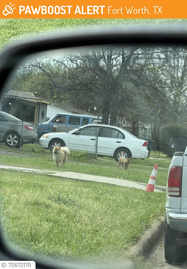 Found/Stray Unknown Dog last seen Dunbar highschool , Fort Worth, TX 76112