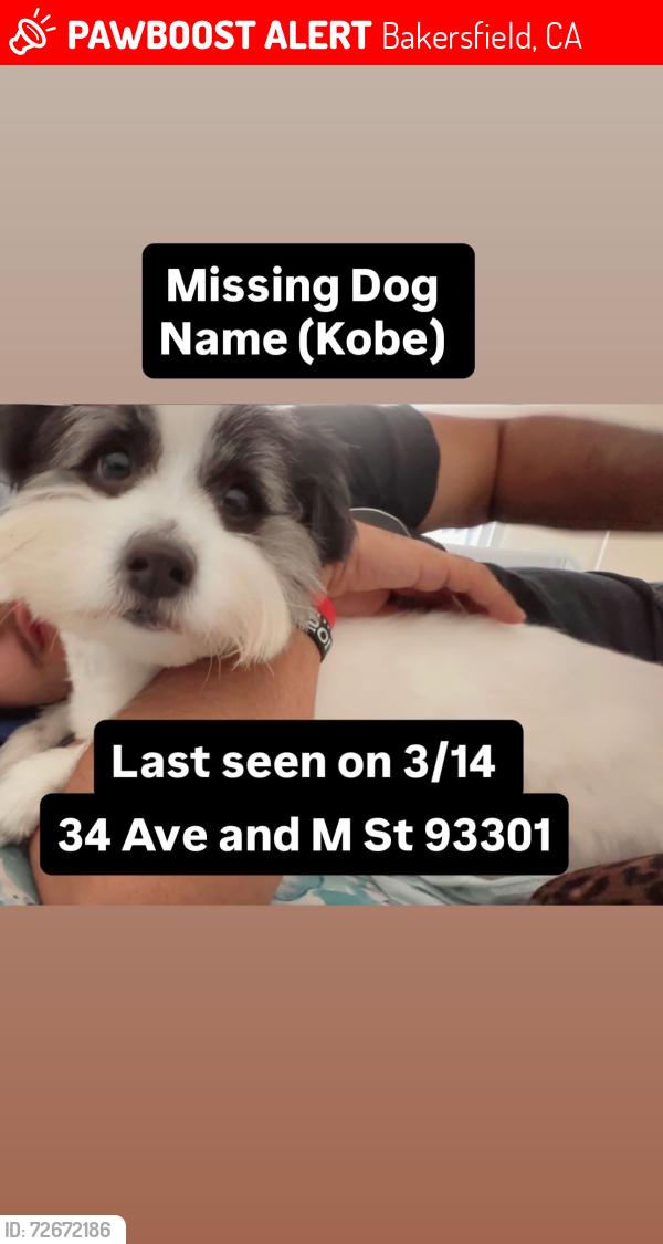 Found/Stray Male Dog last seen Near St and M St, Bakersfield, CA 93301