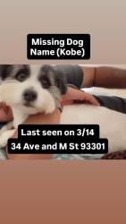Found/Stray Male Dog last seen Near St and M St, Bakersfield, CA 93301