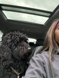 Lost Male Dog last seen Near Estonian dr 30213, Fairburn, GA 30213