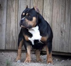 Lost Female Dog last seen Hickory trail st,honey tree Ln,lemon tree st heritage area, San Antonio, TX 78245