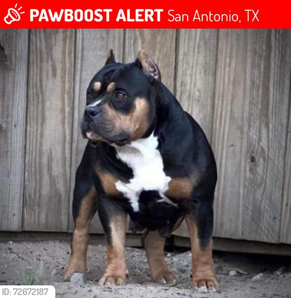 Lost Female Dog last seen Hickory trail st,honey tree Ln,lemon tree st heritage area, San Antonio, TX 78245