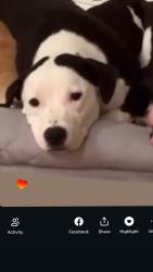 Lost Female Dog last seen Corner of 176th and Mohegan, The Bronx, NY 10460