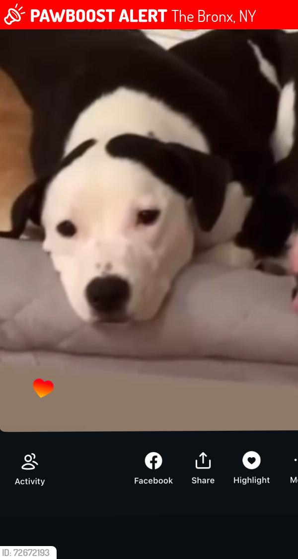 Lost Female Dog last seen Corner of 176th and Mohegan, The Bronx, NY 10460