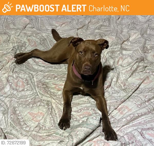Found/Stray Female Dog last seen West Arrowood Rd & Windsong Dr, Charlotte, NC 28273