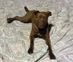 Found/Stray Female Dog last seen West Arrowood Rd & Windsong Dr, Charlotte, NC 28273