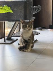 Lost Male Cat last seen Near NW 8th St, Miami, FL 33126