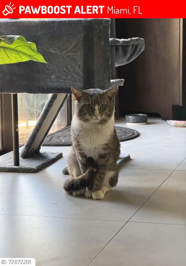 Lost Male Cat last seen Near NW 8th St, Miami, FL 33126
