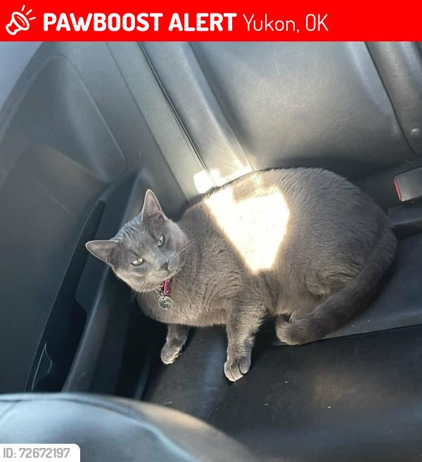 Lost Male Cat last seen 100th and Kirk, Yukon, OK 73099