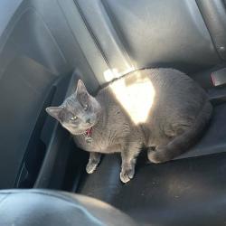 Lost Male Cat last seen 100th and Kirk, Yukon, OK 73099
