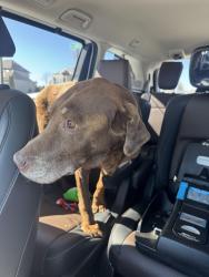 Found/Stray Male Dog last seen Carson and Mackenzie in Winterset Valley, Lee's Summit, MO 64081