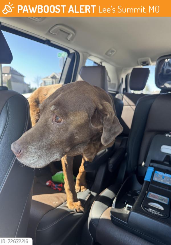 Found/Stray Male Dog last seen Carson and Mackenzie in Winterset Valley, Lee's Summit, MO 64081