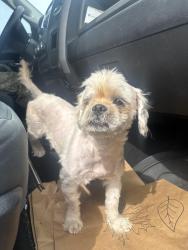 Found/Stray Male Dog last seen Elementary school, Tarrant County, TX 76123