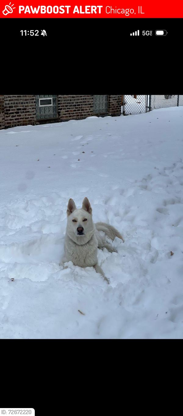 Lost Male Dog last seen Marquette and Greenwood , Chicago, IL 60637