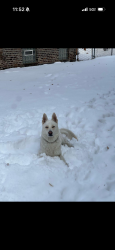 Lost Male Dog last seen Marquette and Greenwood , Chicago, IL 60637