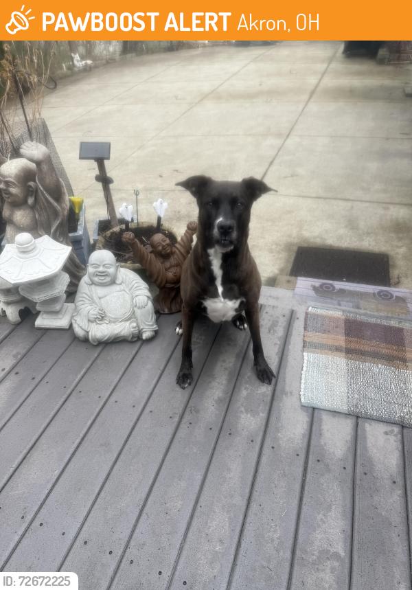 Found/Stray Male Dog last seen East market st, Akron, OH 44312