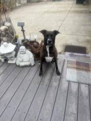 Found/Stray Male Dog last seen East market st, Akron, OH 44312
