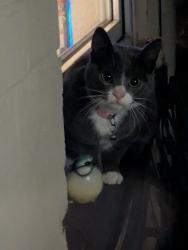 Found/Stray Male Cat last seen Back garden , West Midlands, England B68 9UF
