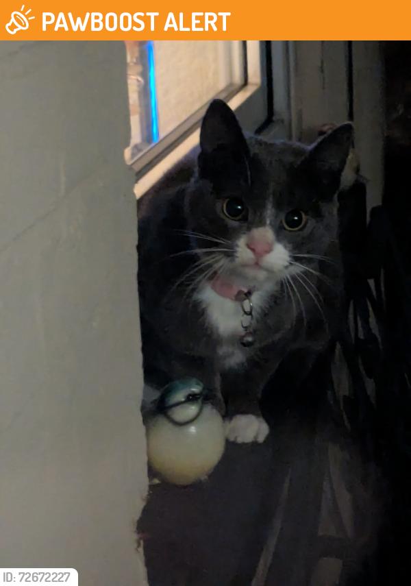 Found/Stray Male Cat last seen Back garden , West Midlands, England B68 9UF