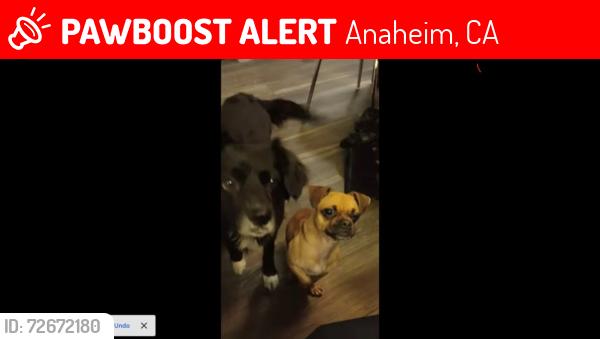 Lost Female Dog last seen ball and sherrill, Anaheim, CA 92804