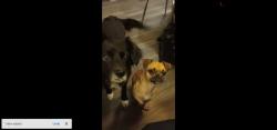 Lost Female Dog last seen ball and sherrill, Anaheim, CA 92804
