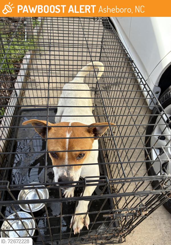 Found/Stray Female Dog last seen Grantvill BP gas station , Asheboro, NC 27205